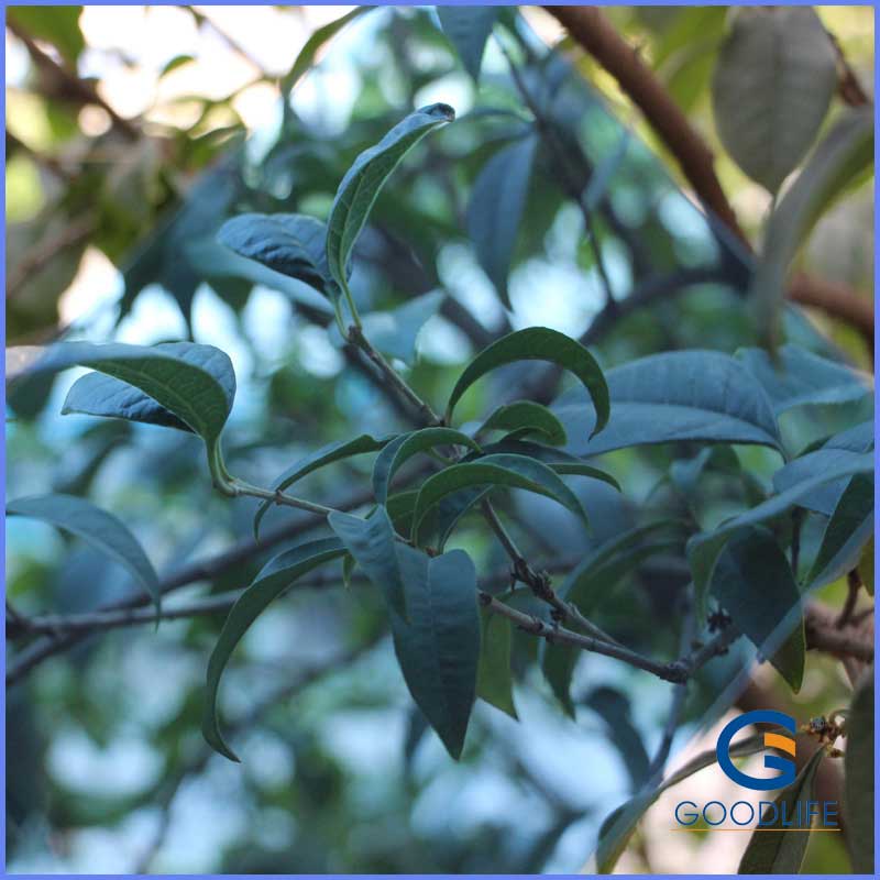 Translucent blue 3mm solid sheet providing thermal insulation and energy-saving benefits