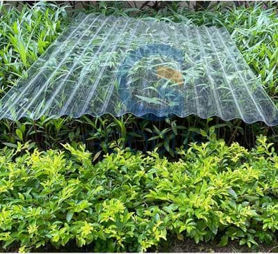 Transparente Polycarbonat-Wellplatte über Pflanzen installiert – optimale Lichtstreuung für landwirtschaftliche Gewächshausanwendungen